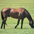 Old Friends at Kentucky Downs